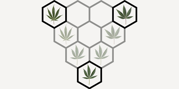 Indica, sativa, hybride : au-delà des catégories de cannabis