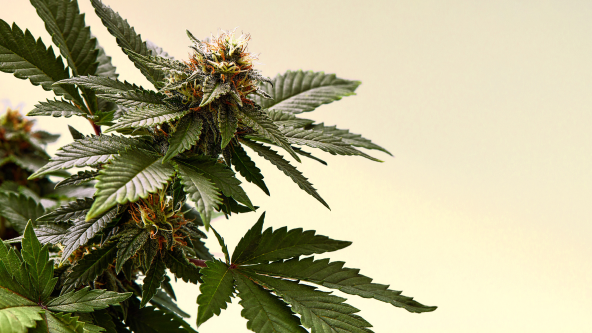 What are cannabinoids? Everything you need to know about cannabis | SQDC