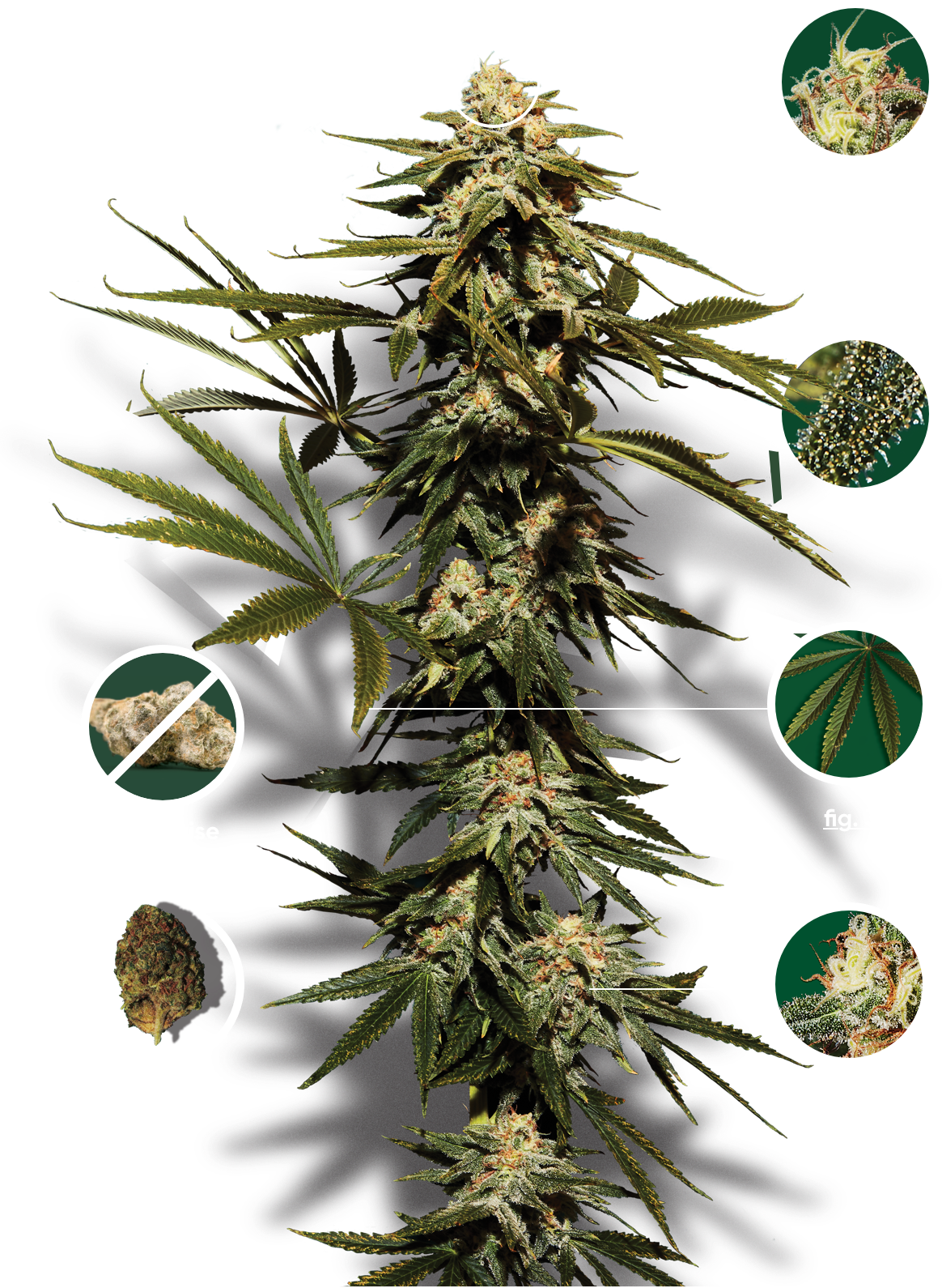 philodendron melanochrysum rankhilfe PHILODENDRON MELANOCHRYSUM online kaufen bei potflourri