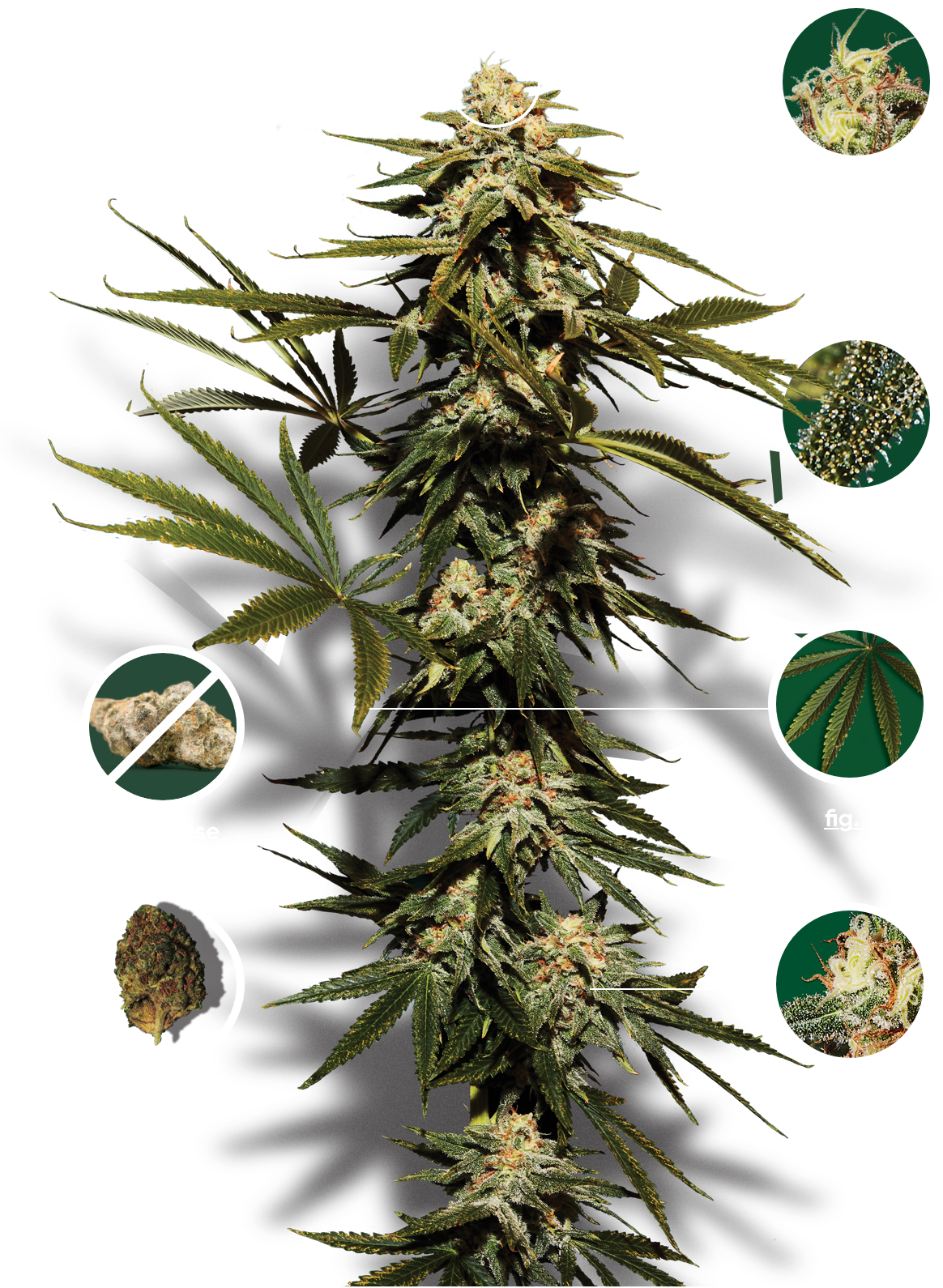 Plant de cannabis