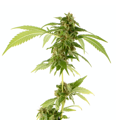 Anatomy of the plant | SQDC